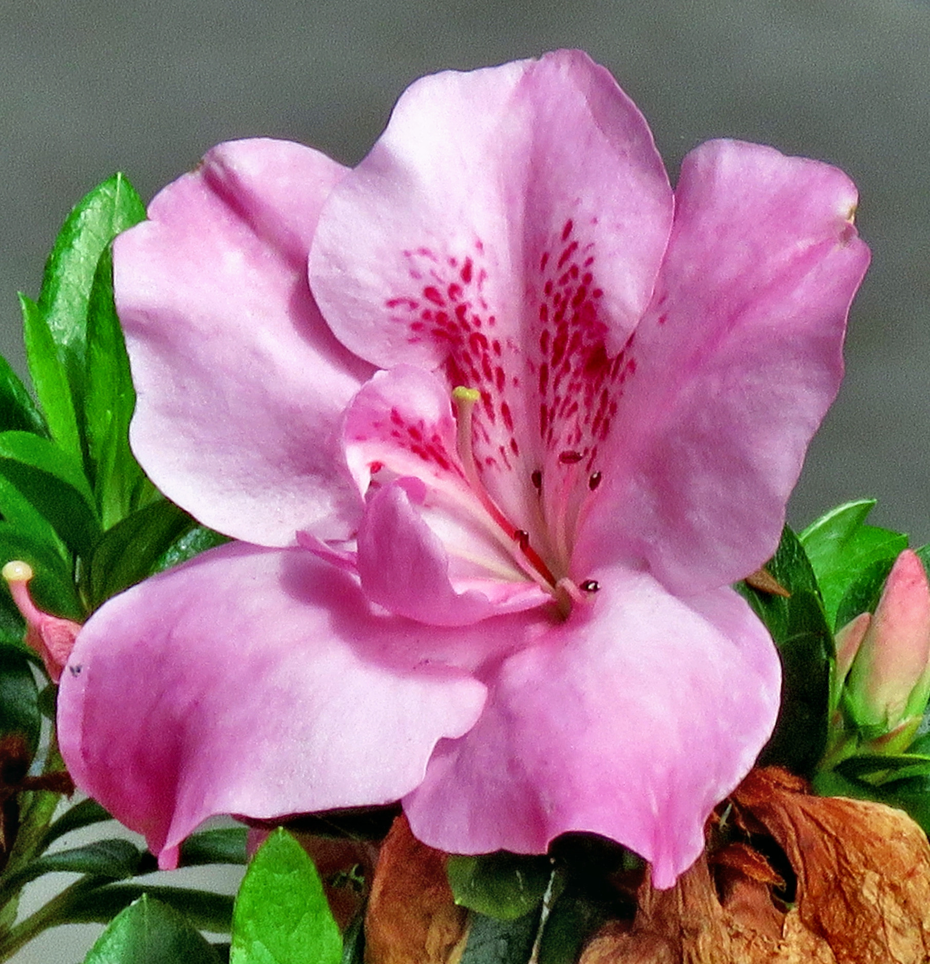 3.8 - 247.0 mm sample photo. A nice pink and purple flower photography