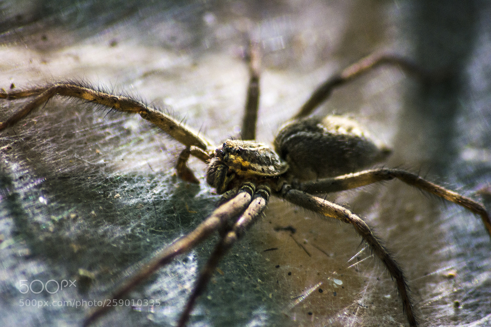Nikon D3100 sample photo. Entre la telaraña photography