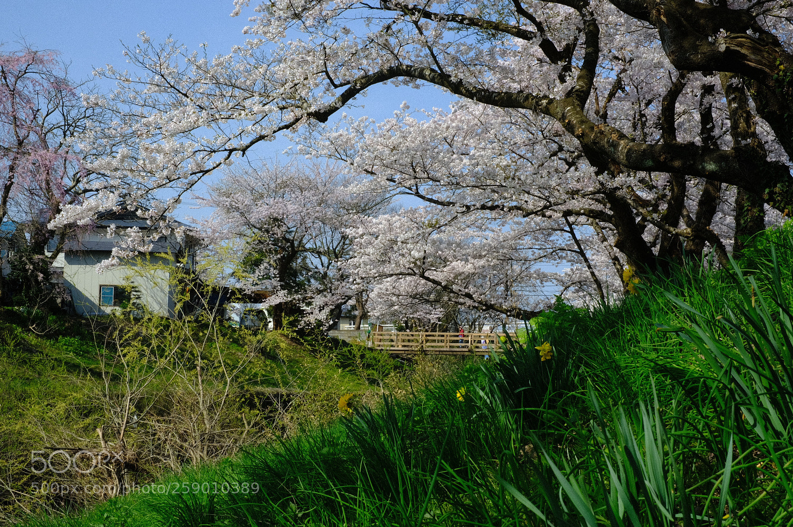 Fujifilm X-T2 sample photo. Dscf photography