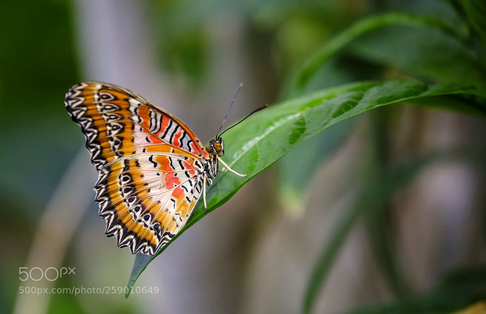 Fujifilm X-H1 sample photo. Beautiful metamorphosis photography
