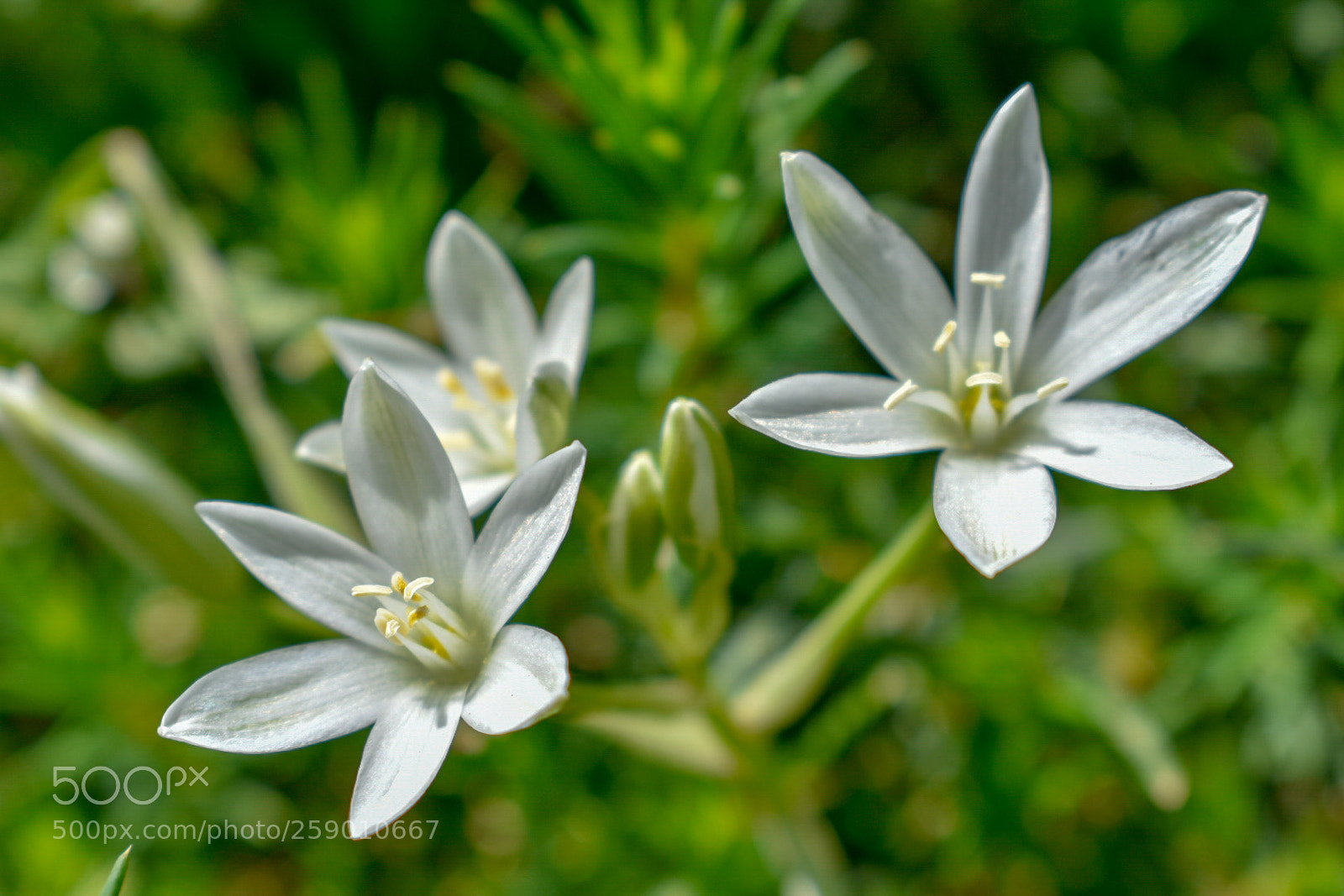 Nikon D3400 sample photo. Flower photography
