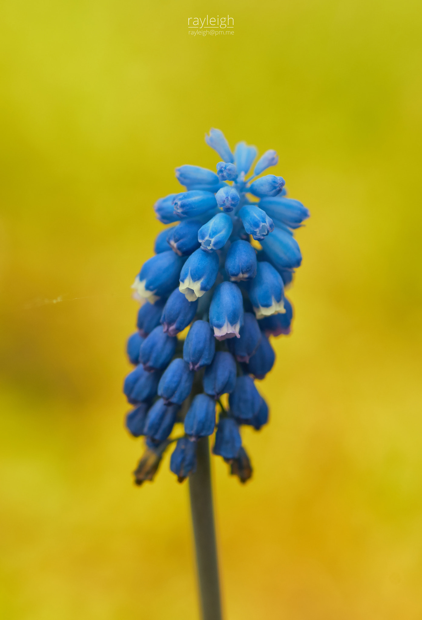 Pentax K-5 II sample photo. Flower photography