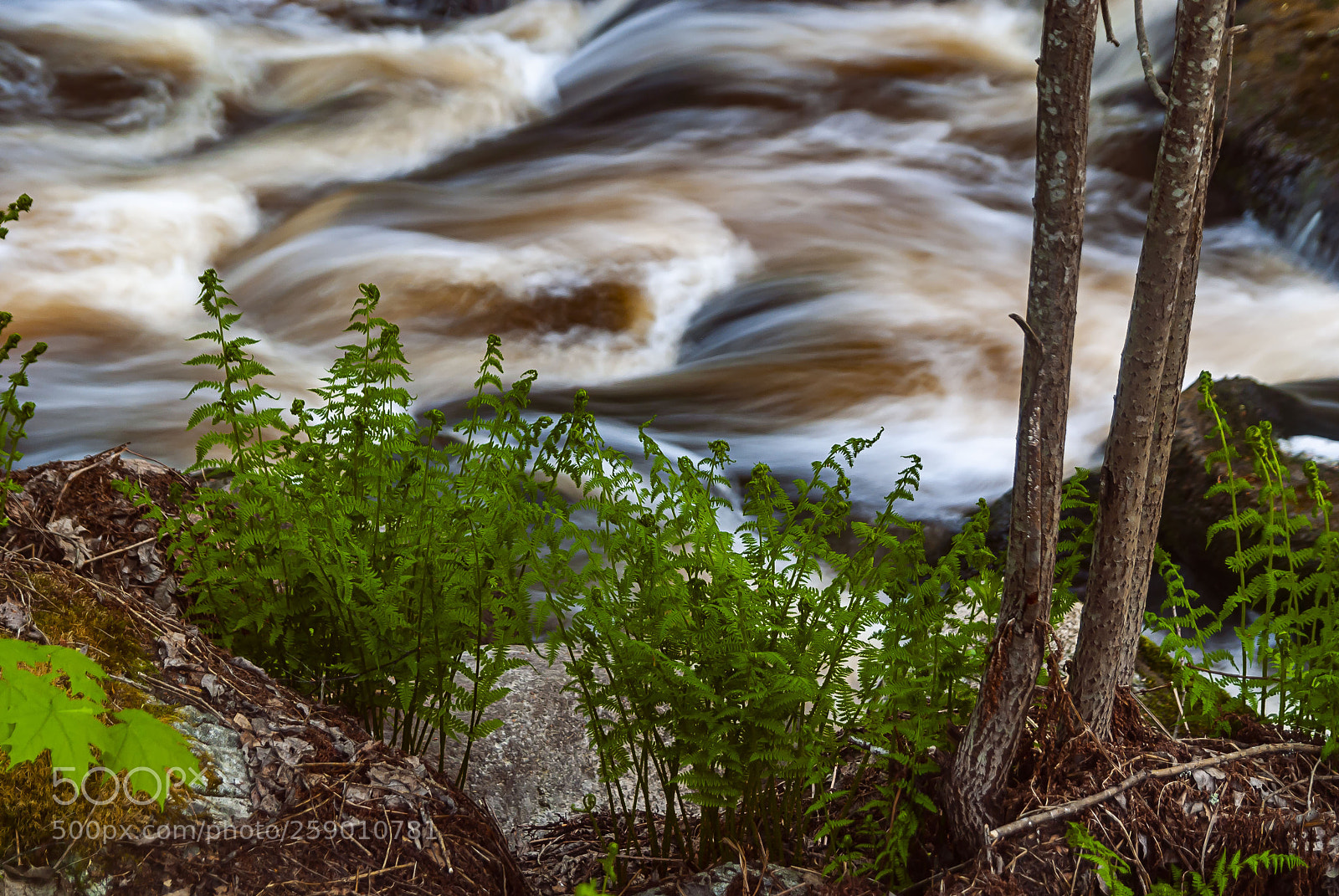 Nikon D80 sample photo. Young ferns photography