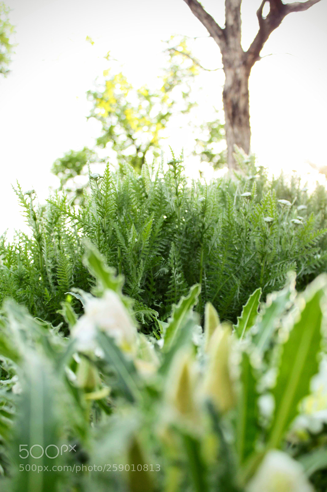 Canon EOS 500D (EOS Rebel T1i / EOS Kiss X3) sample photo. A study of green. photography