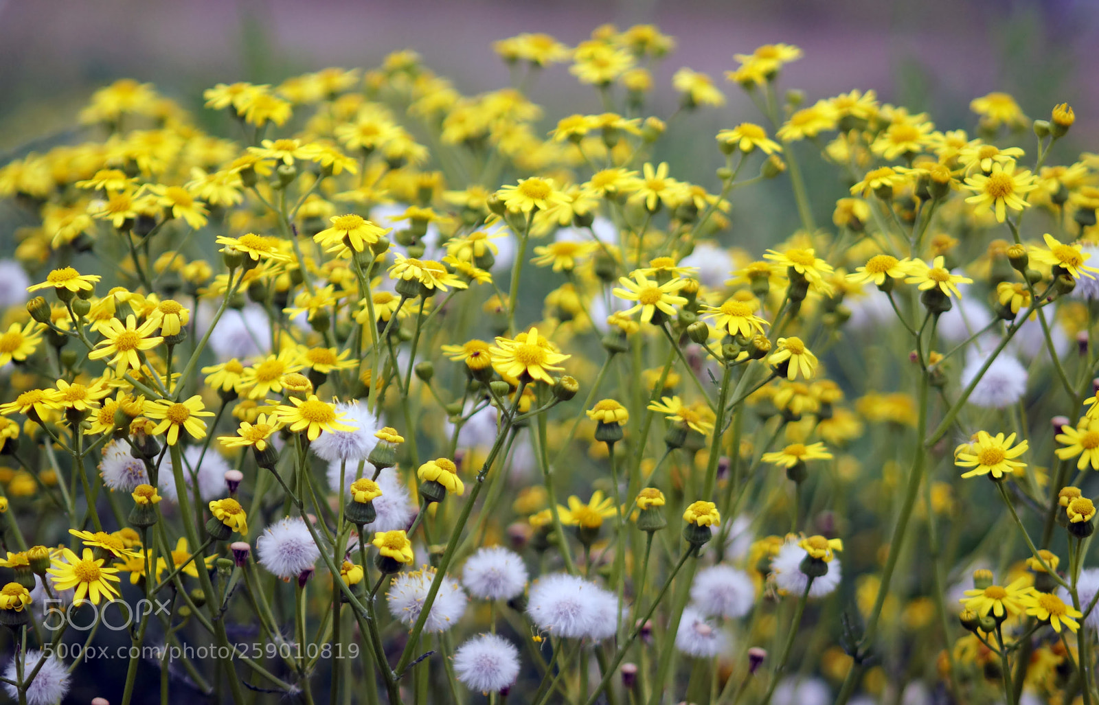 Sony SLT-A58 sample photo. Wild yellow flowers photography