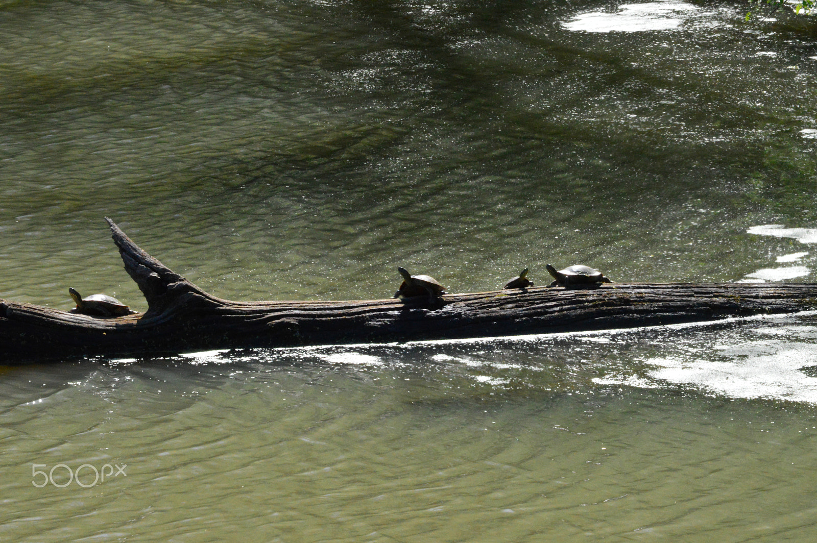 Nikon D3200 sample photo. Turtles photography