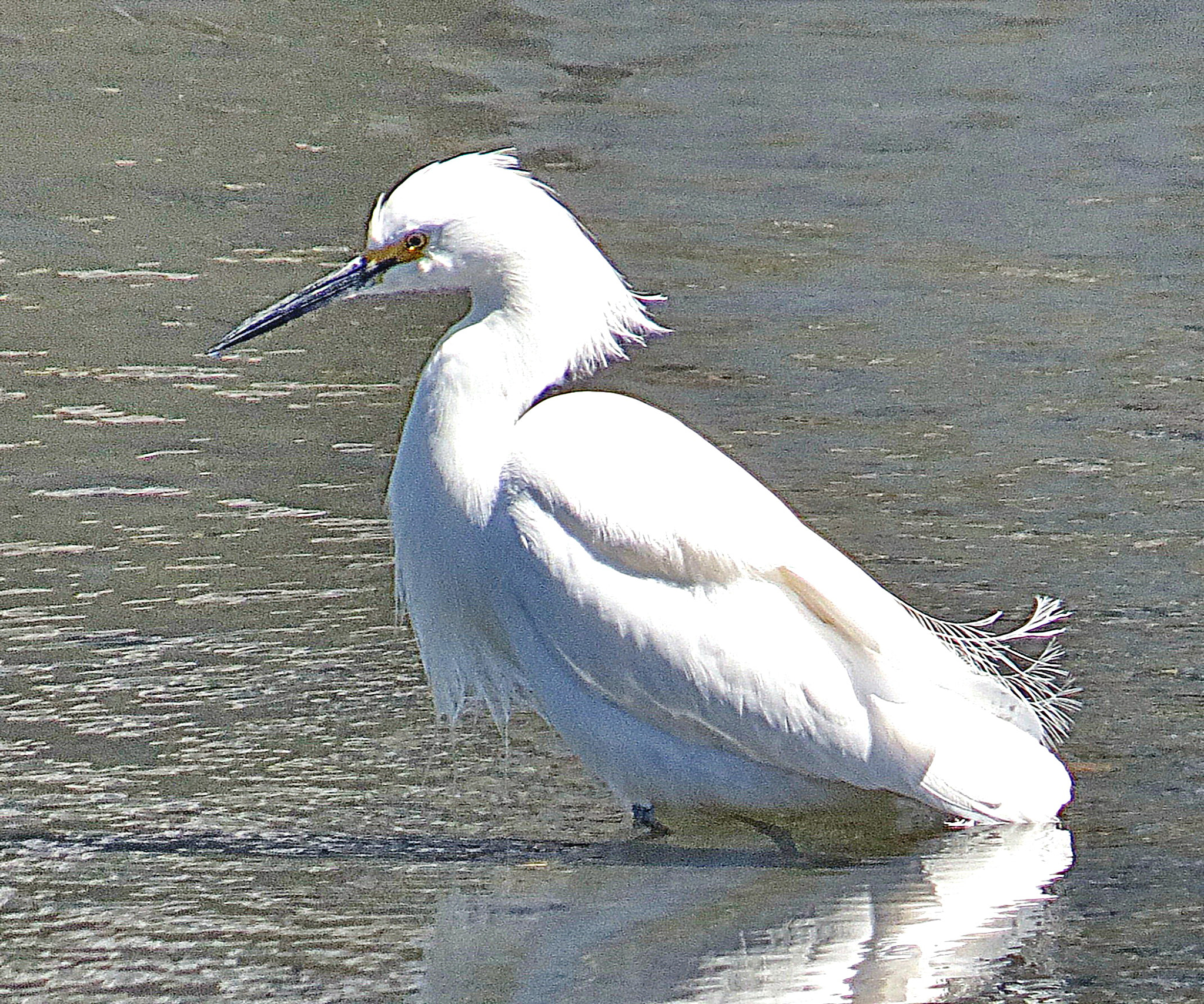 Canon PowerShot SX50 HS + 4.3 - 215.0 mm sample photo. White egret walking in the lake photography