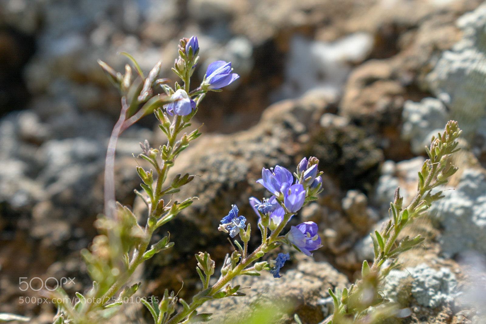 Nikon D3400 sample photo. Flower photography