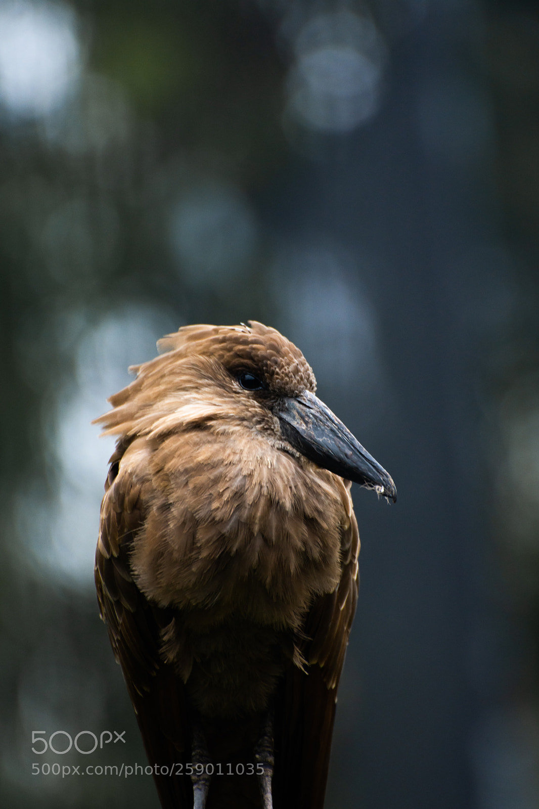 Nikon D7200 sample photo. Hamerkop photography
