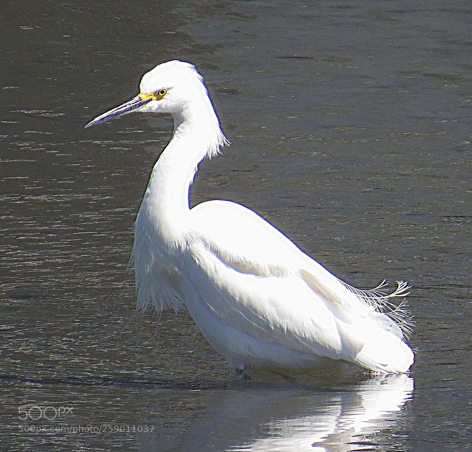 Canon PowerShot SX50 HS sample photo. White egret walking in photography
