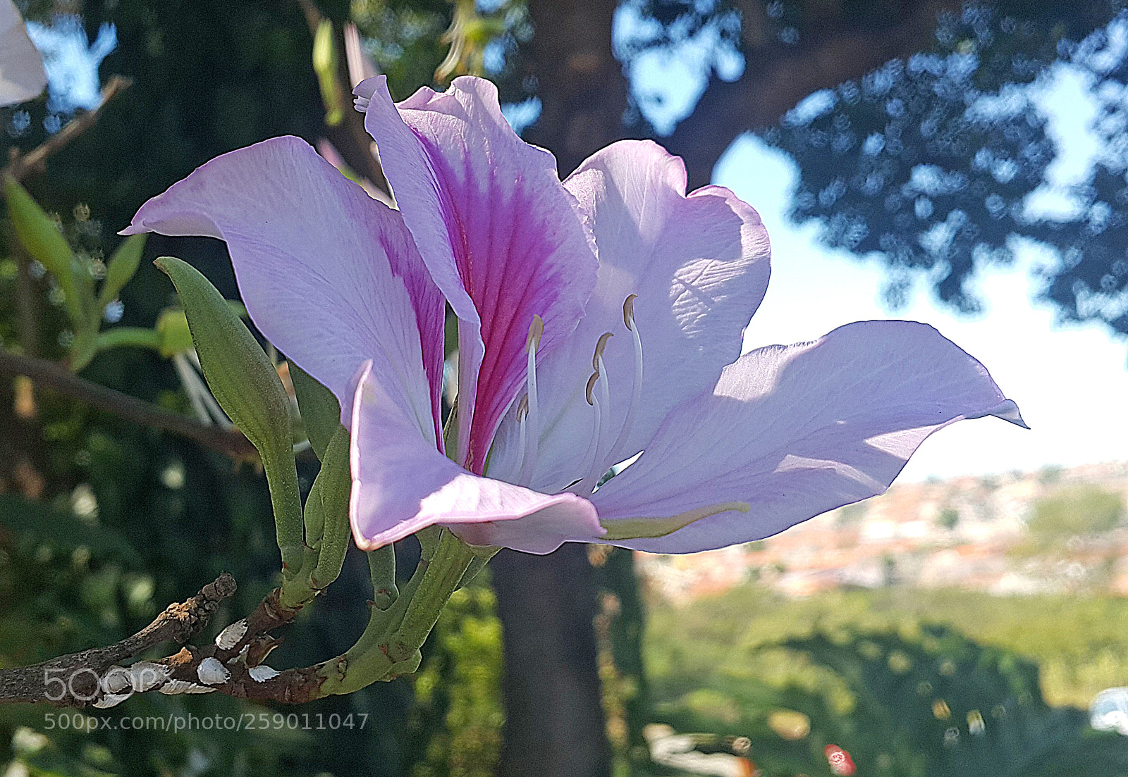 Samsung Galaxy Note4 sample photo. Flower photography
