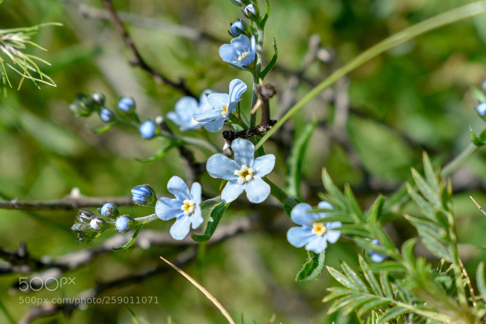 Nikon D3400 sample photo. Flower photography