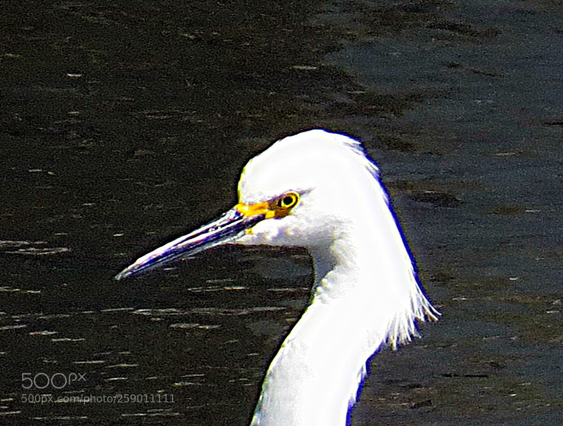 Canon PowerShot SX50 HS sample photo. White egret portrait photography
