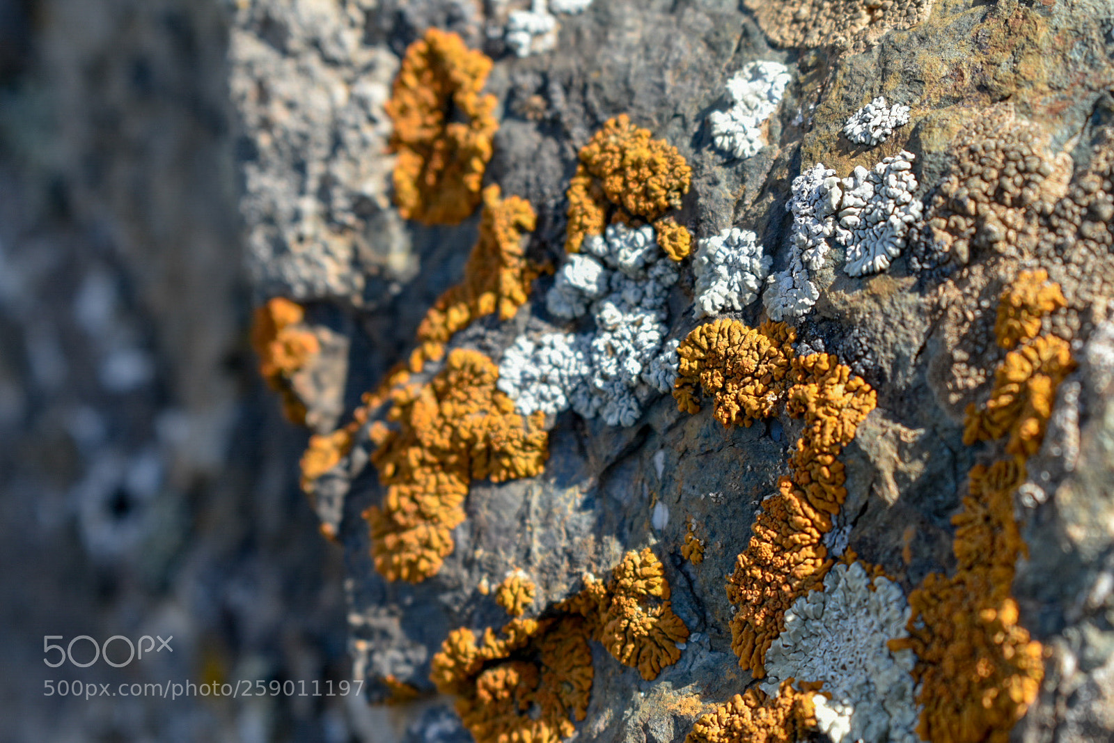 Nikon D3400 sample photo. Rock flowers photography