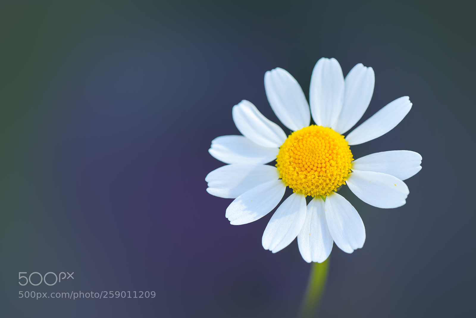 Nikon D810 sample photo. Camomile photography