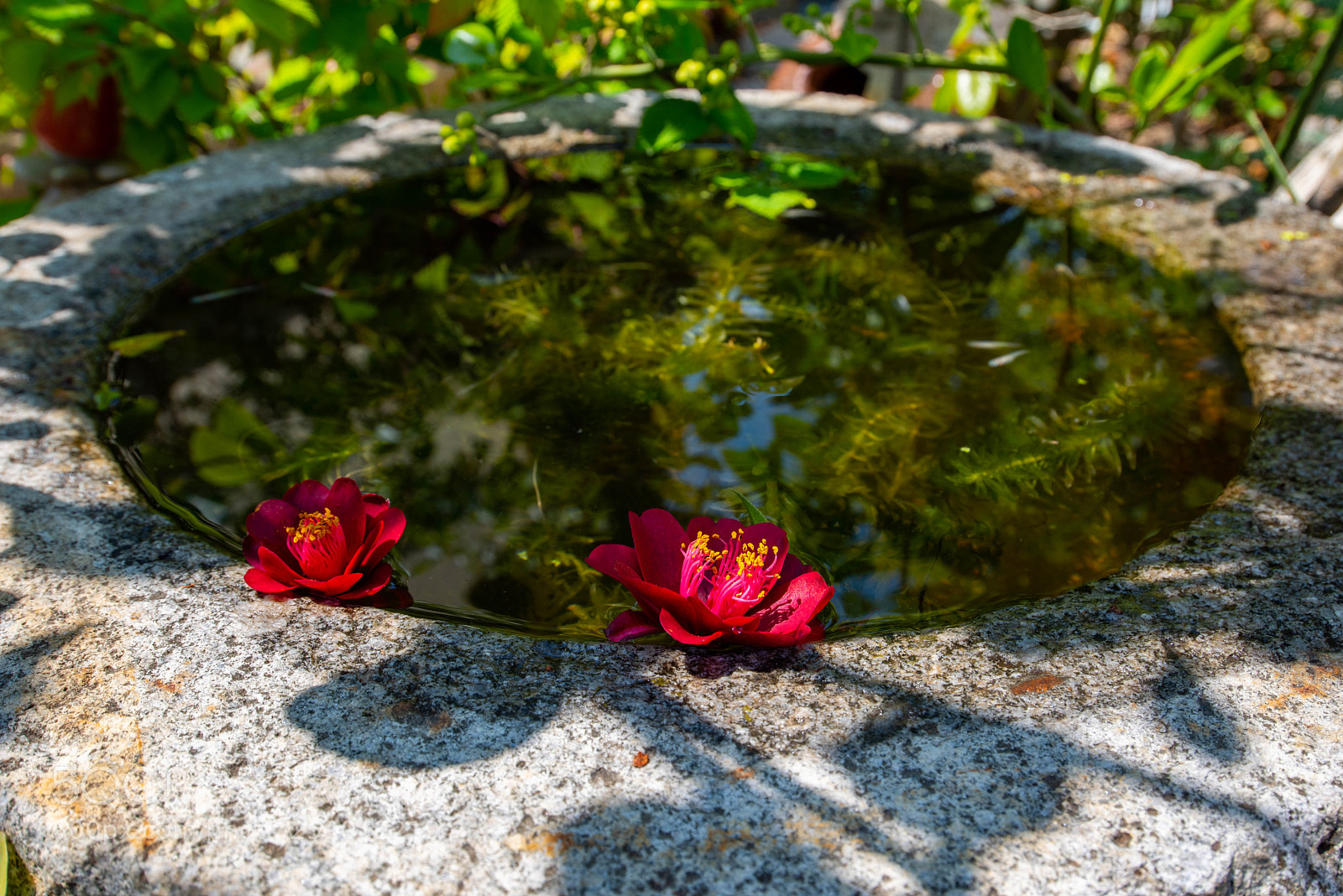 Nikon D810 sample photo. Red and water photography