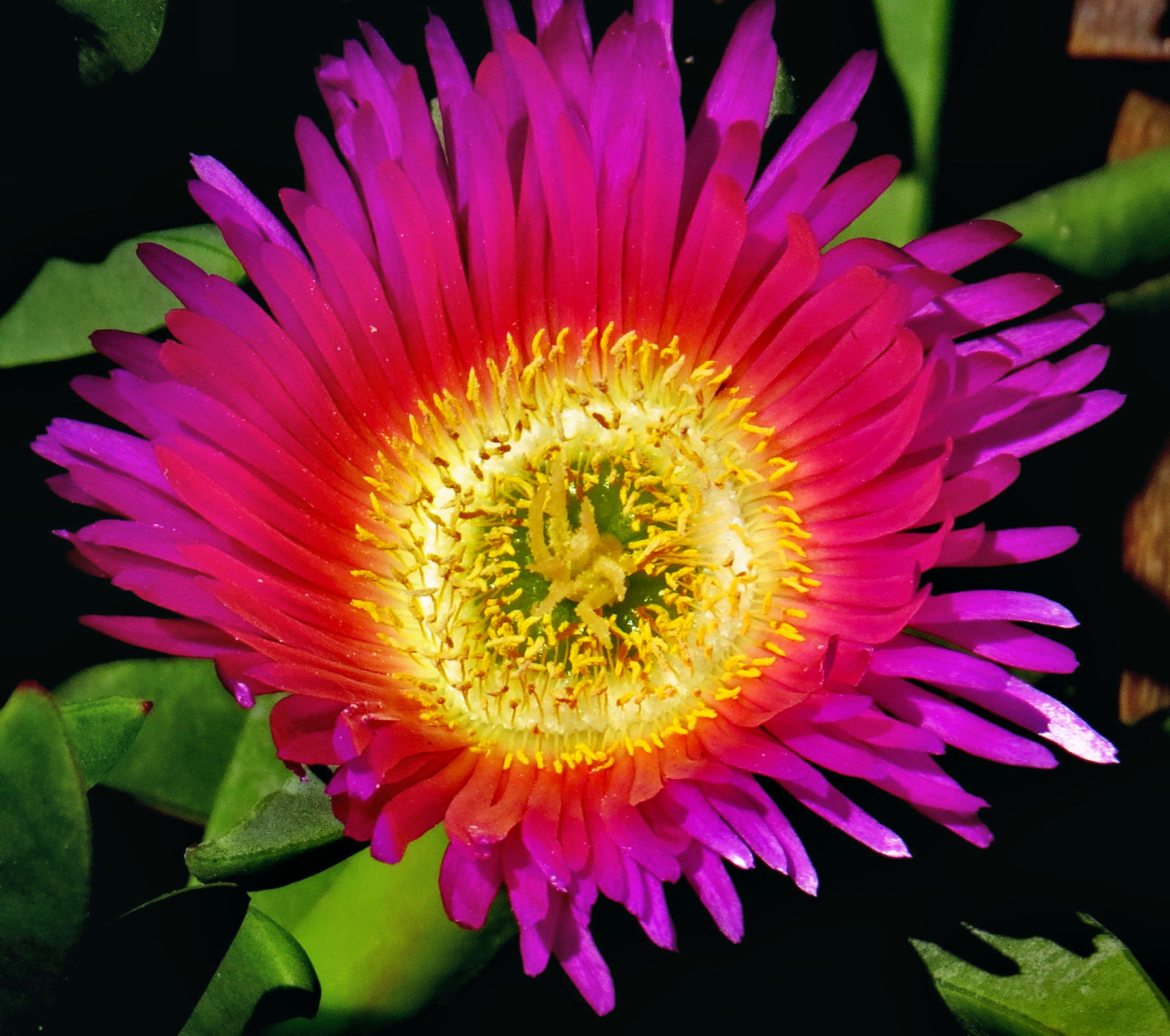 Canon PowerShot SX50 HS sample photo. Purple dandelion flower photography