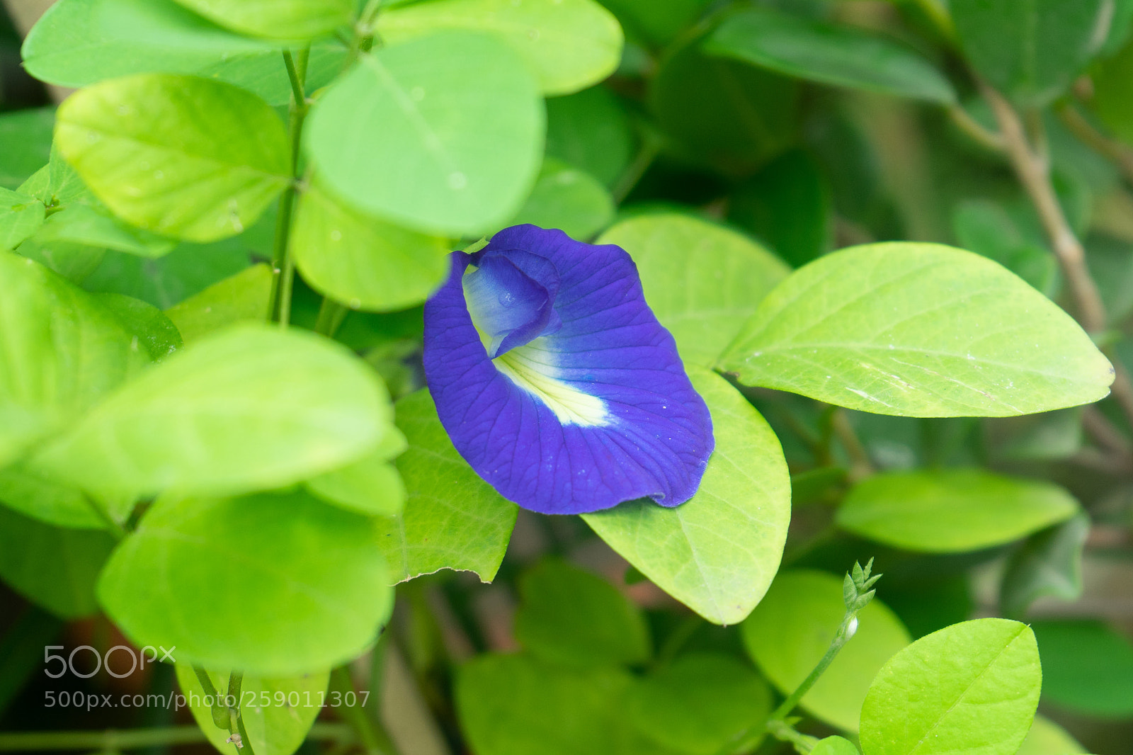 Sony a7 sample photo. Rare oporajeta flower photography