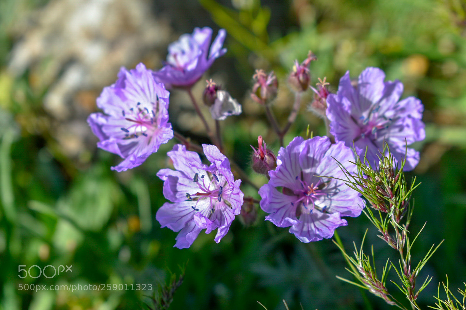 Nikon D3400 sample photo. Flower photography