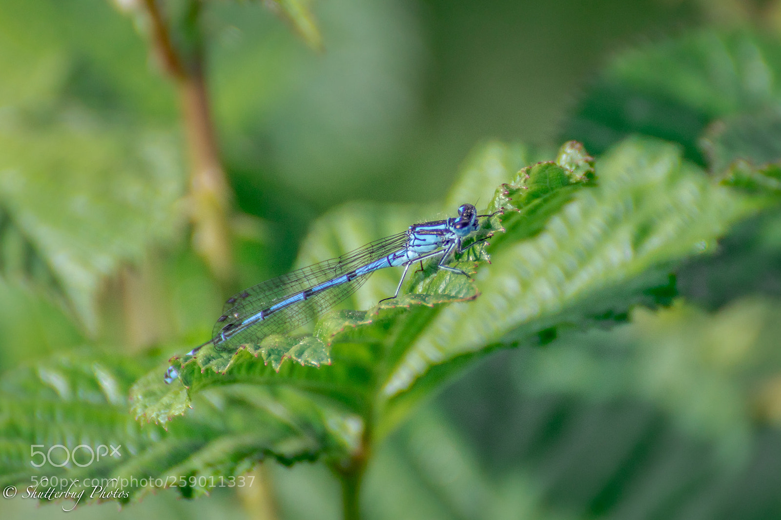 Canon EOS 80D sample photo. Dainty blue male photography