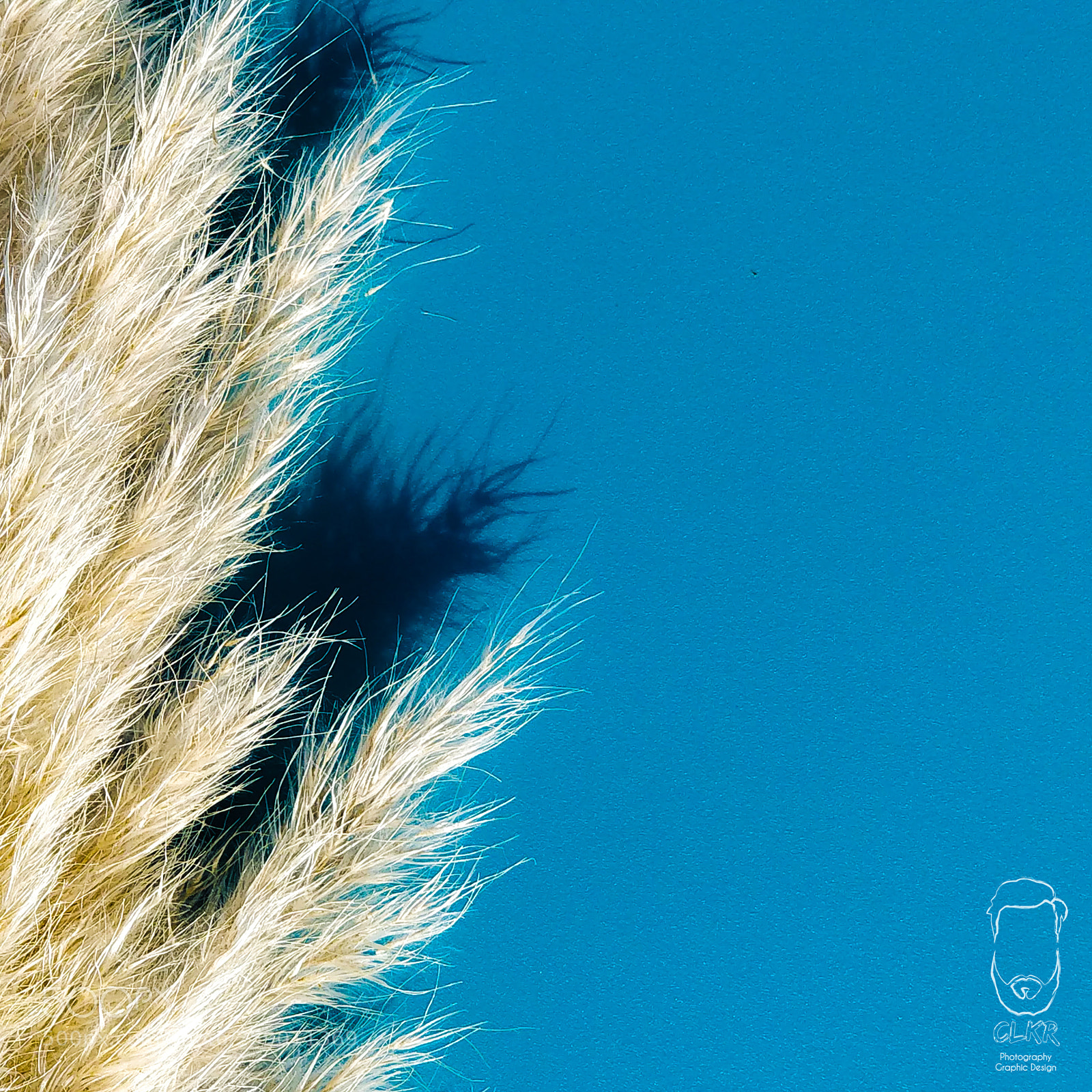 OnePlus 5 sample photo. Brush bristle photography