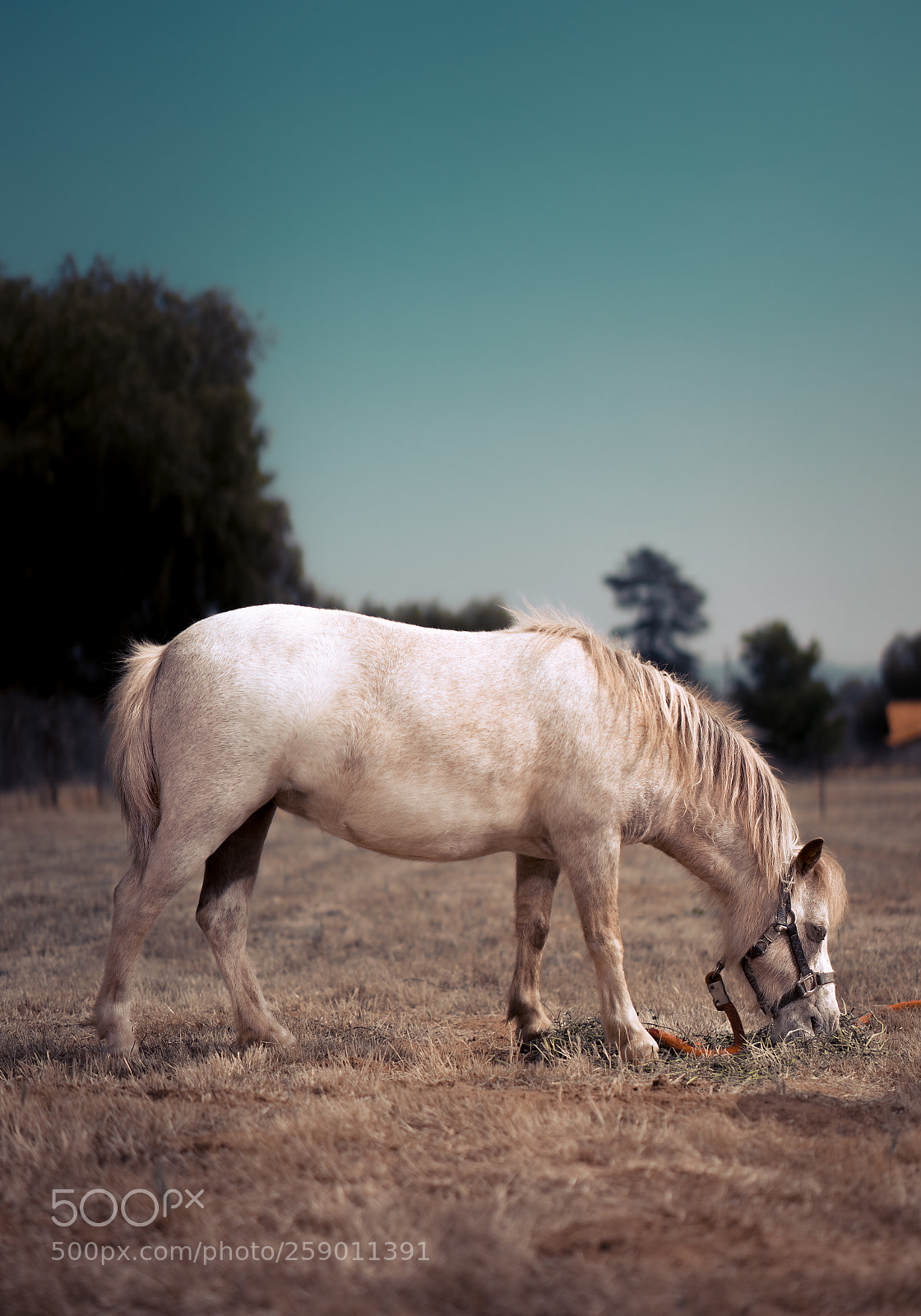 Sony a7 II sample photo. White horse photography