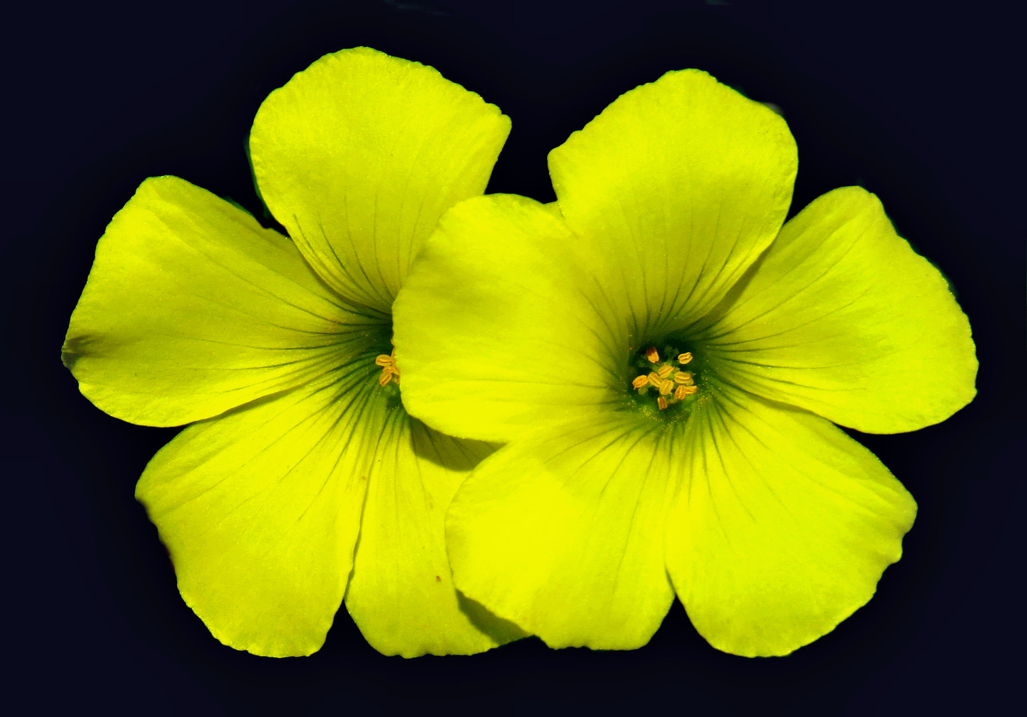 4.3 - 215.0 mm sample photo. Two yellow daisy flowers photography