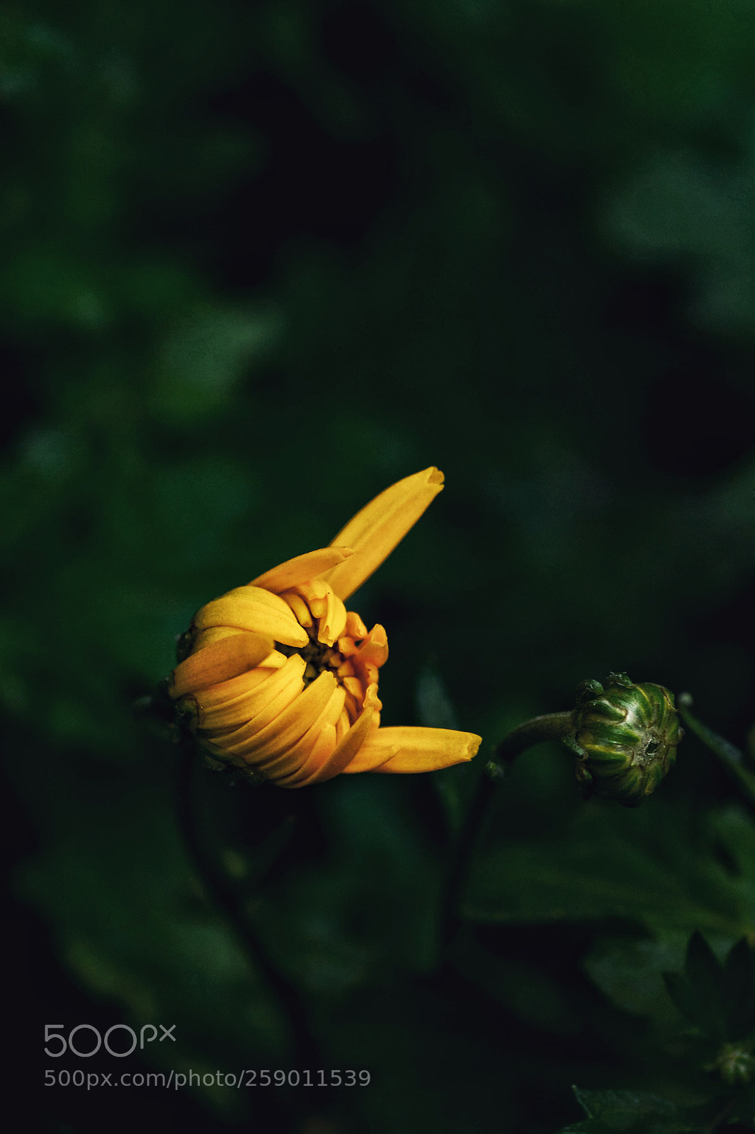 Nikon D7100 sample photo. Untitled photography