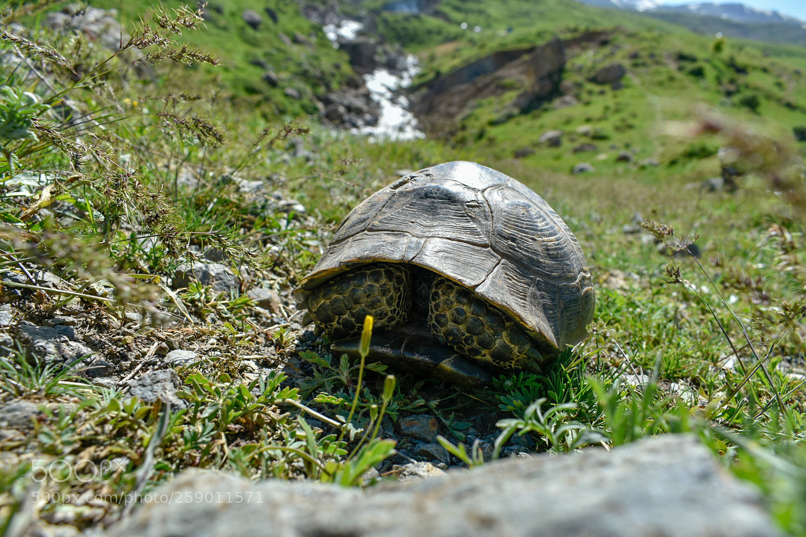 Nikon D3400 sample photo. Turtle in safe house photography