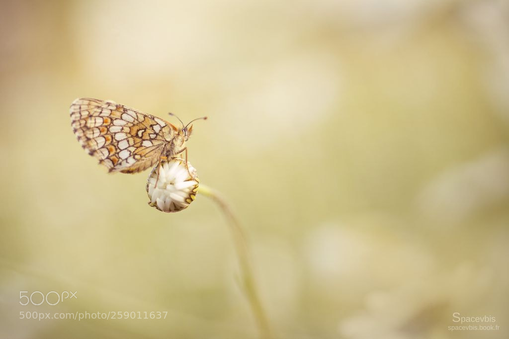 Nikon D7100 sample photo. Butterfly on a daisy photography
