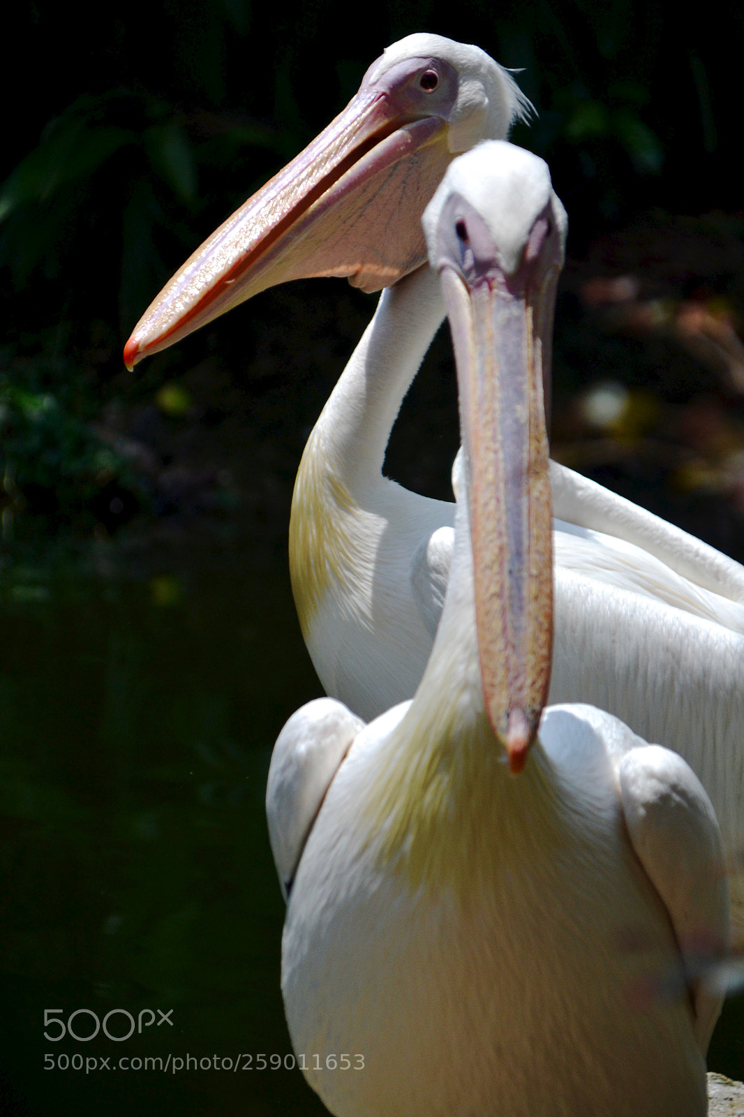 Nikon D3100 sample photo. A pair of pelicans photography