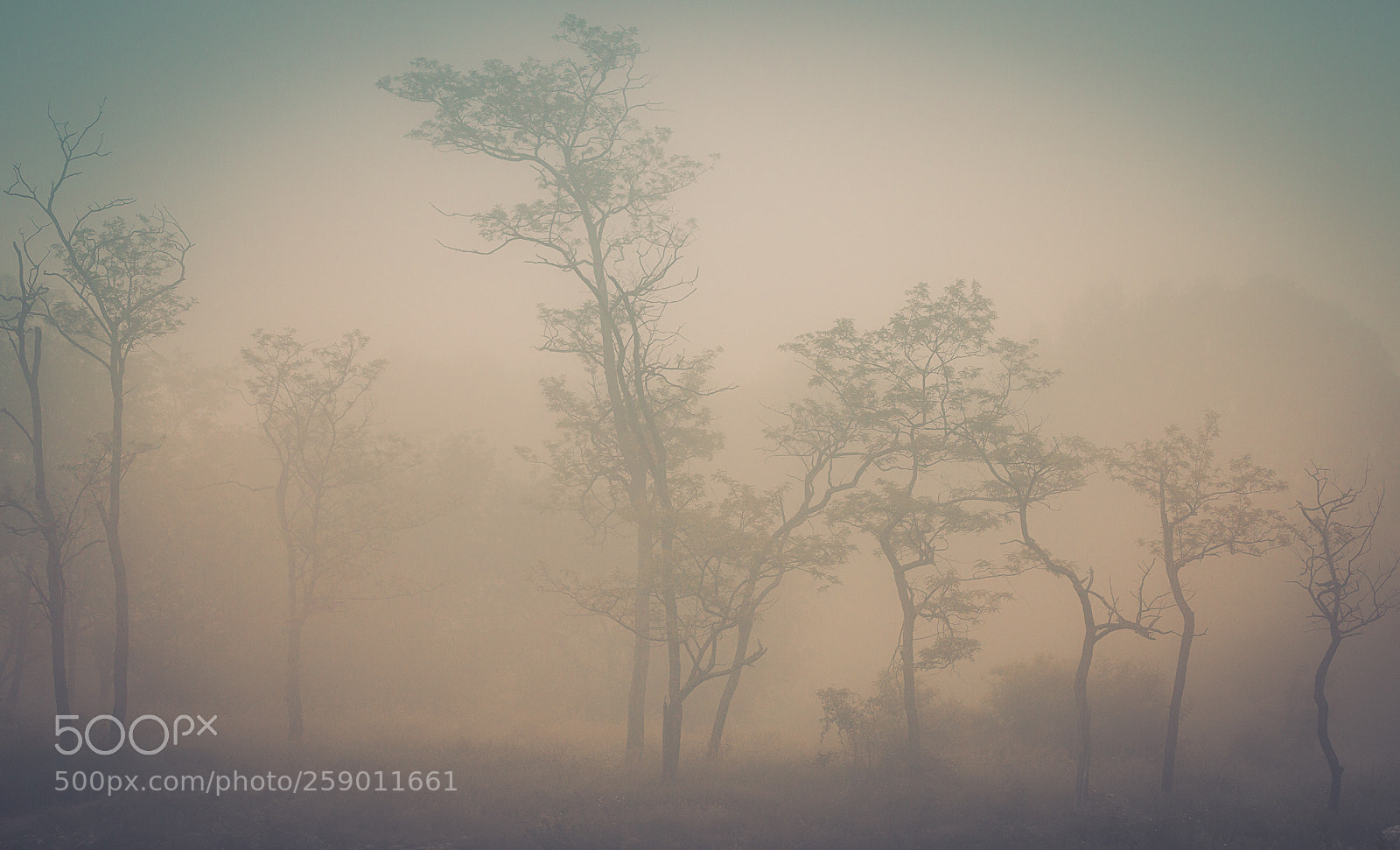 Canon EOS 6D Mark II sample photo. Misty trees photography