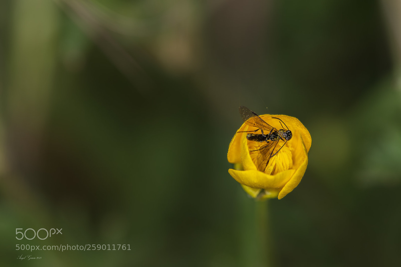 Canon EOS 6D sample photo. Lecho amarillo sobre verde photography
