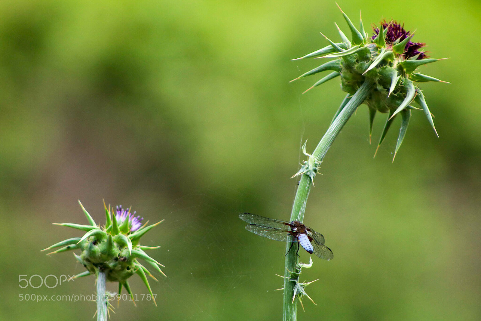 Canon EOS 750D (EOS Rebel T6i / EOS Kiss X8i) sample photo. Untitled photography