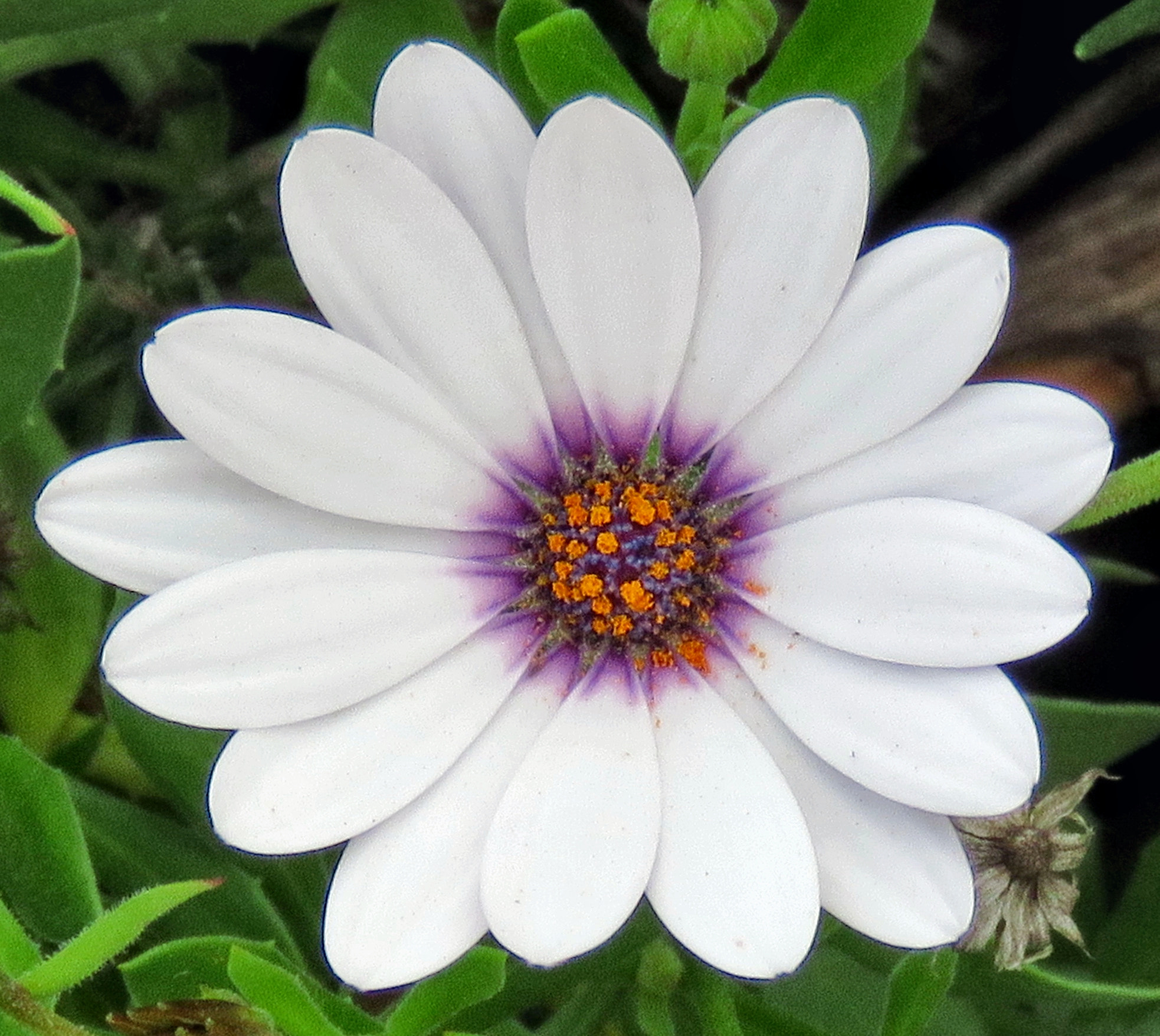 Canon PowerShot SX60 HS + 3.8 - 247.0 mm sample photo. A white and purple and gold daisy flower photography