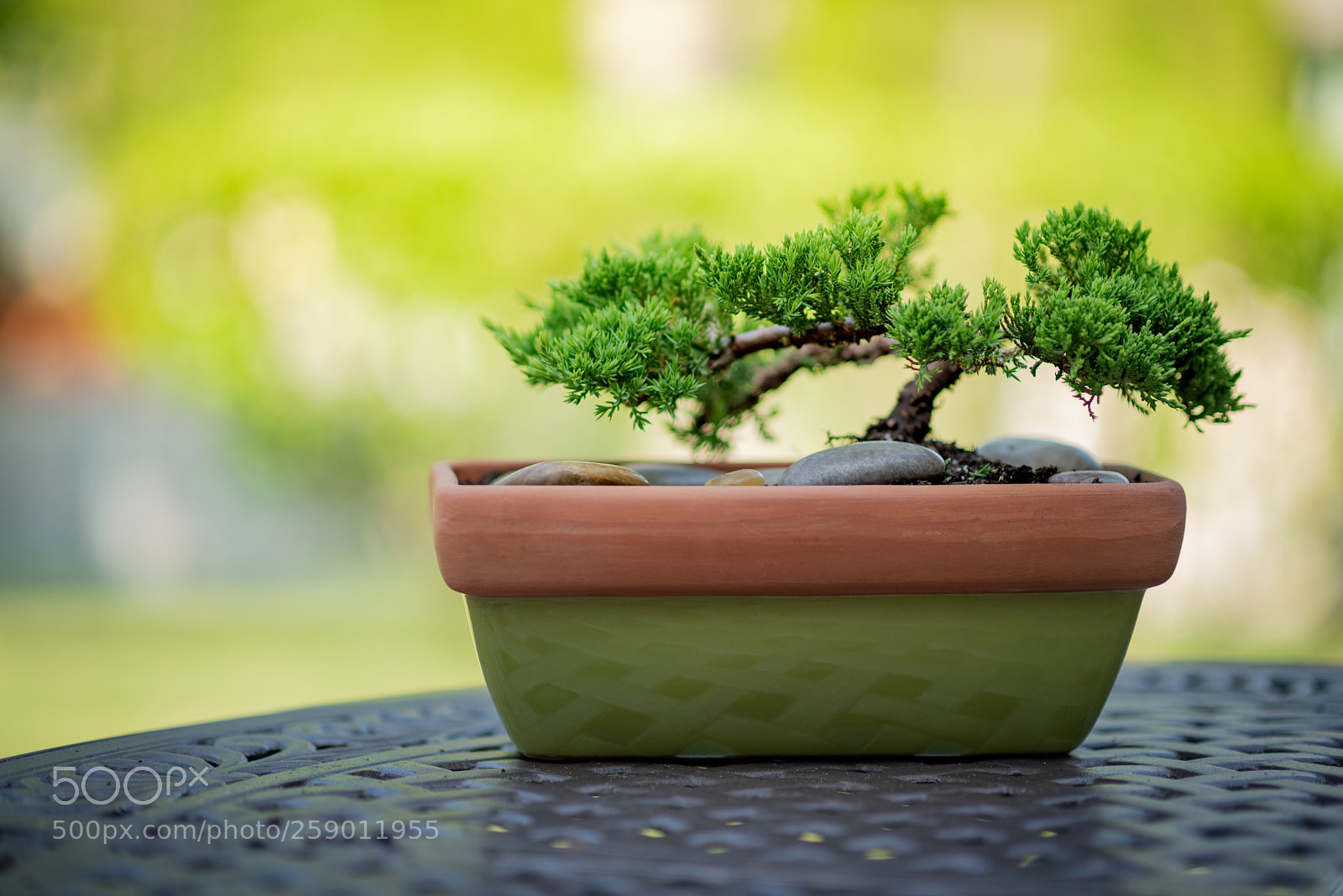 Nikon D750 sample photo. Bonsai photography