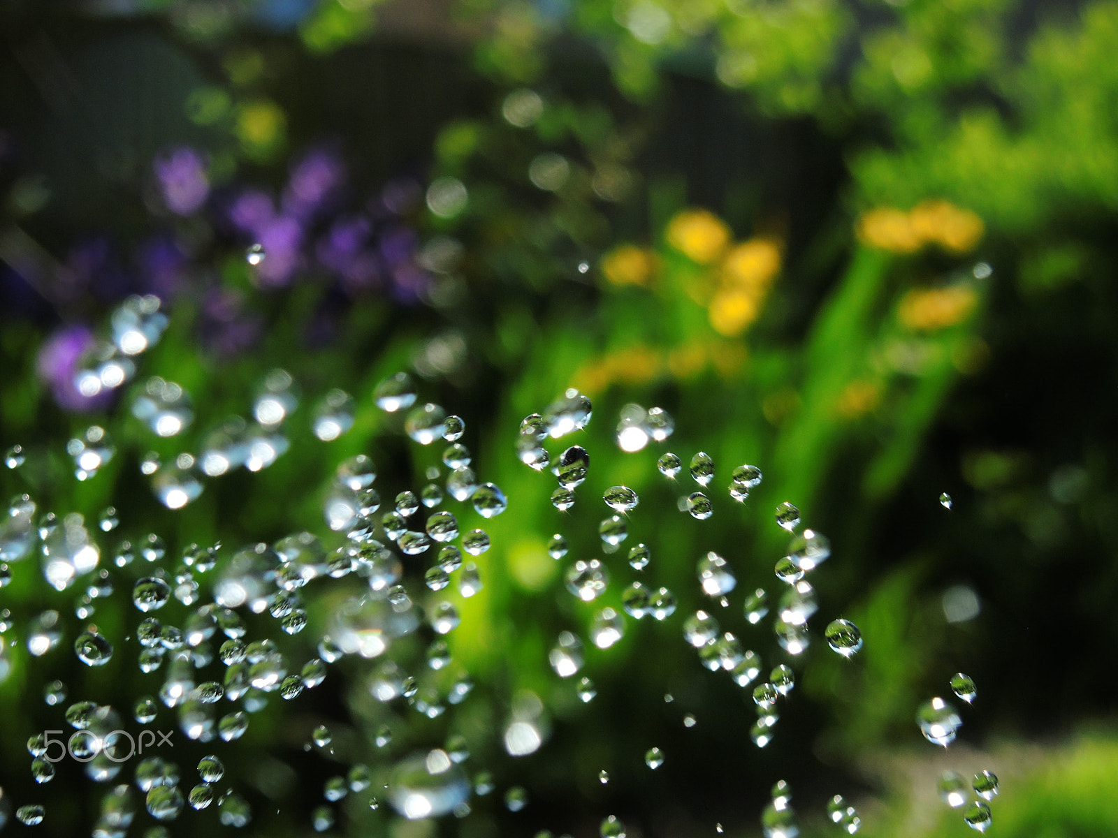 Nikon Coolpix P7800 sample photo. Happy droplets photography