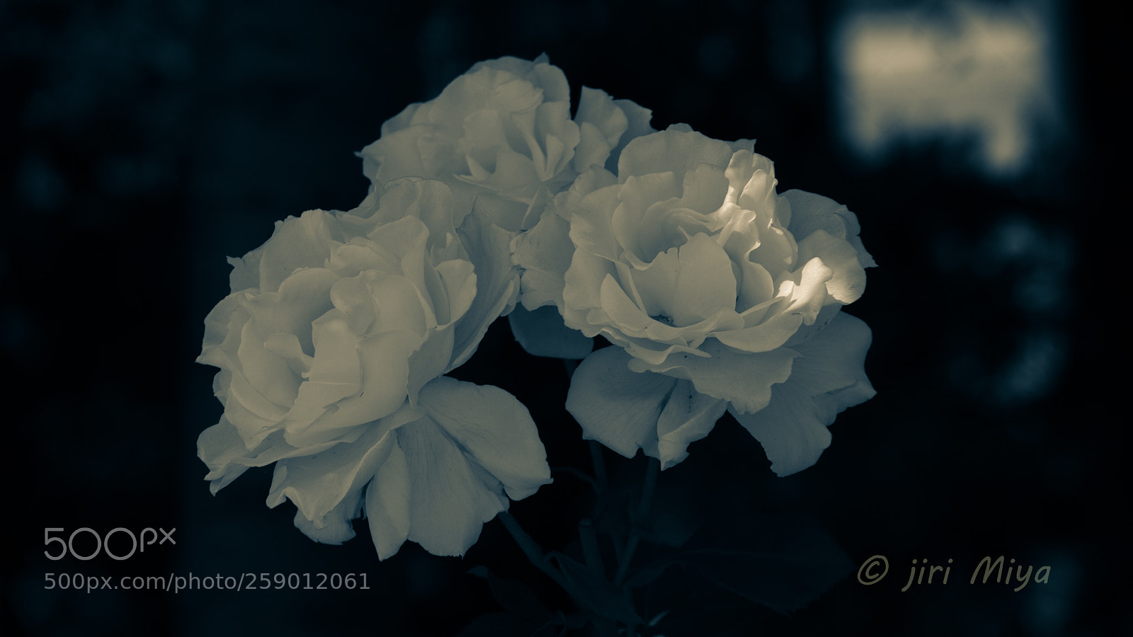 Canon EOS 5D Mark II sample photo. Three photography