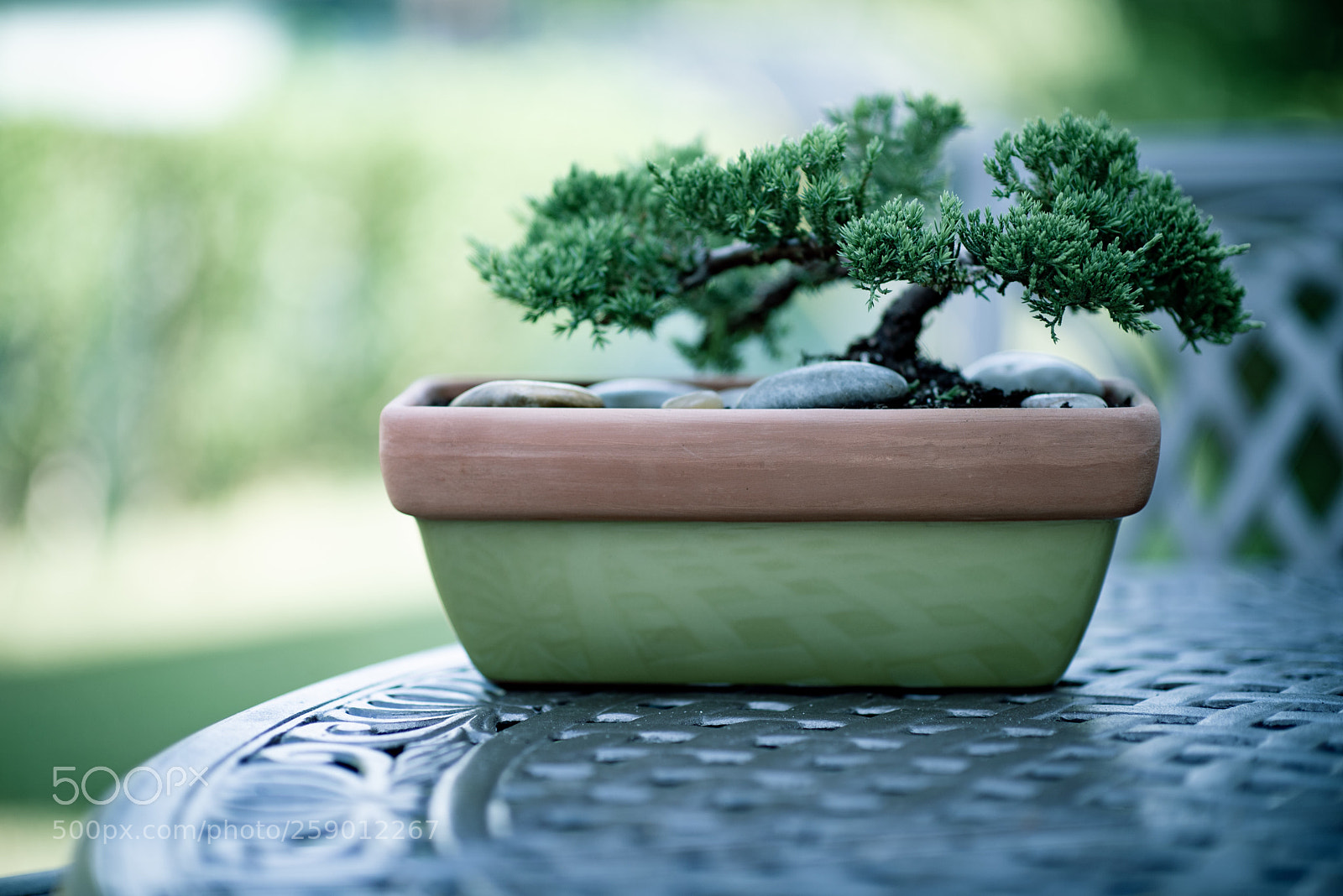 Nikon D750 sample photo. Bonsai blue tone photography