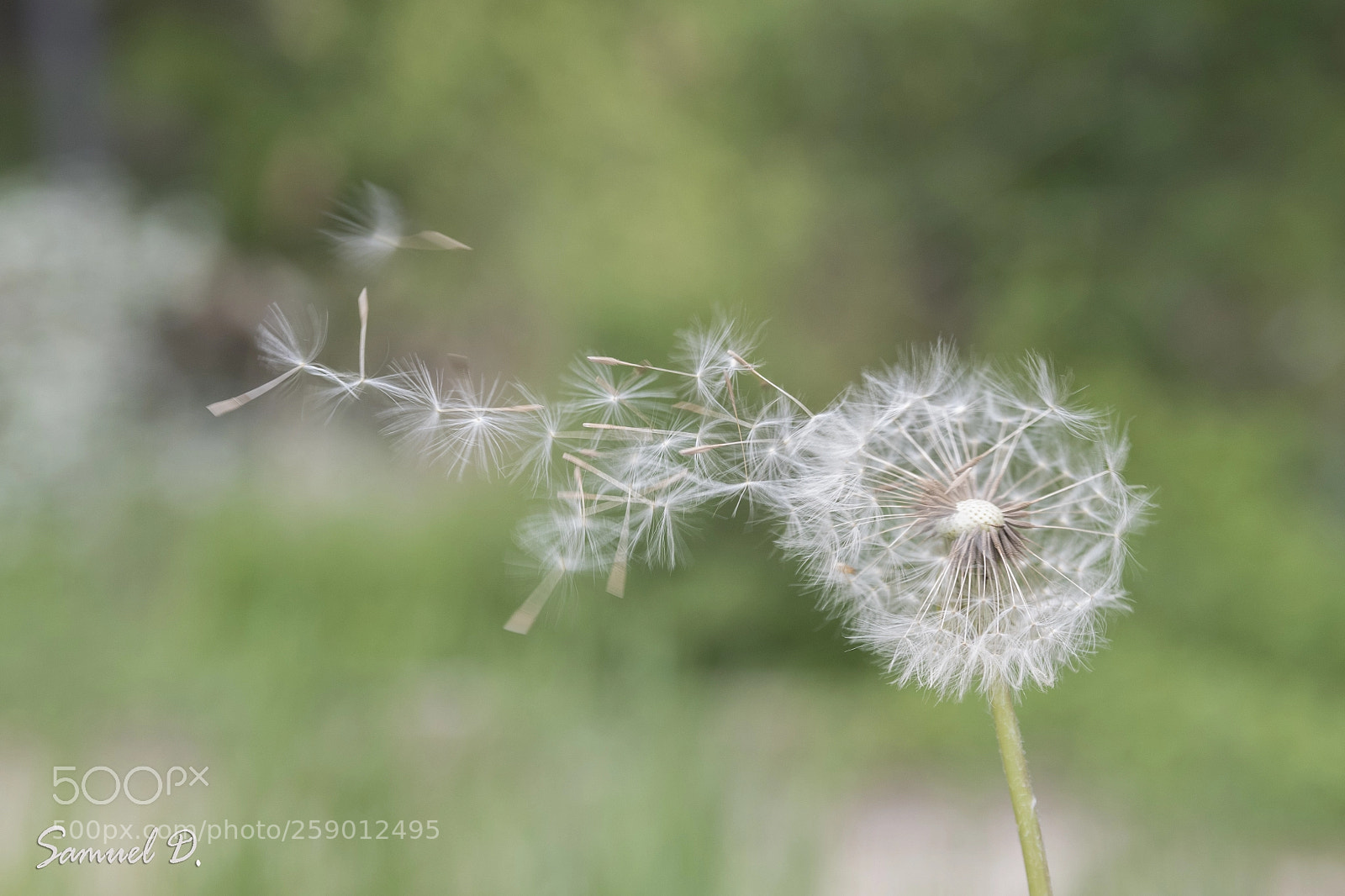 Nikon D500 sample photo. I will fly... photography