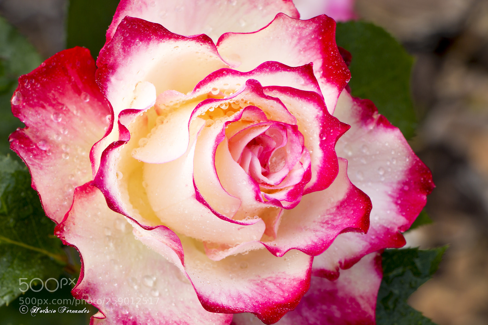 Canon EOS 70D sample photo. Rosa photography