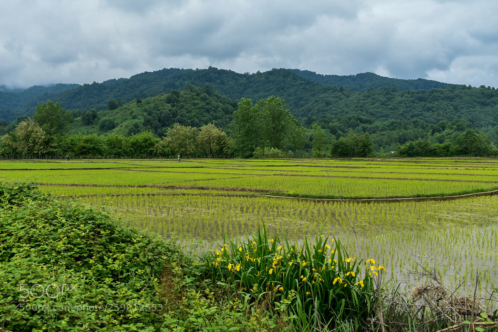 Nikon D3400 sample photo. Rice farm,rasht,iran photography