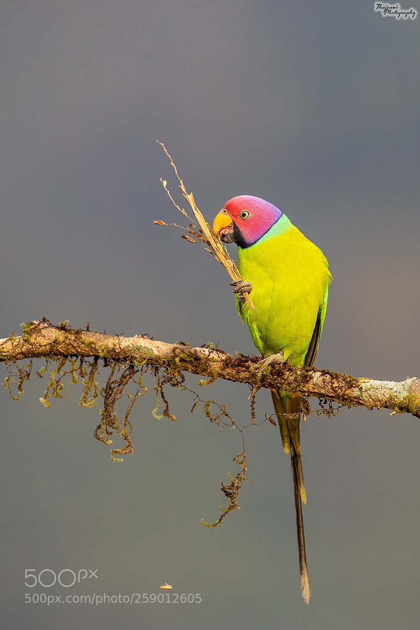 Canon EOS 5D Mark IV sample photo. Plum headed parakeet photography