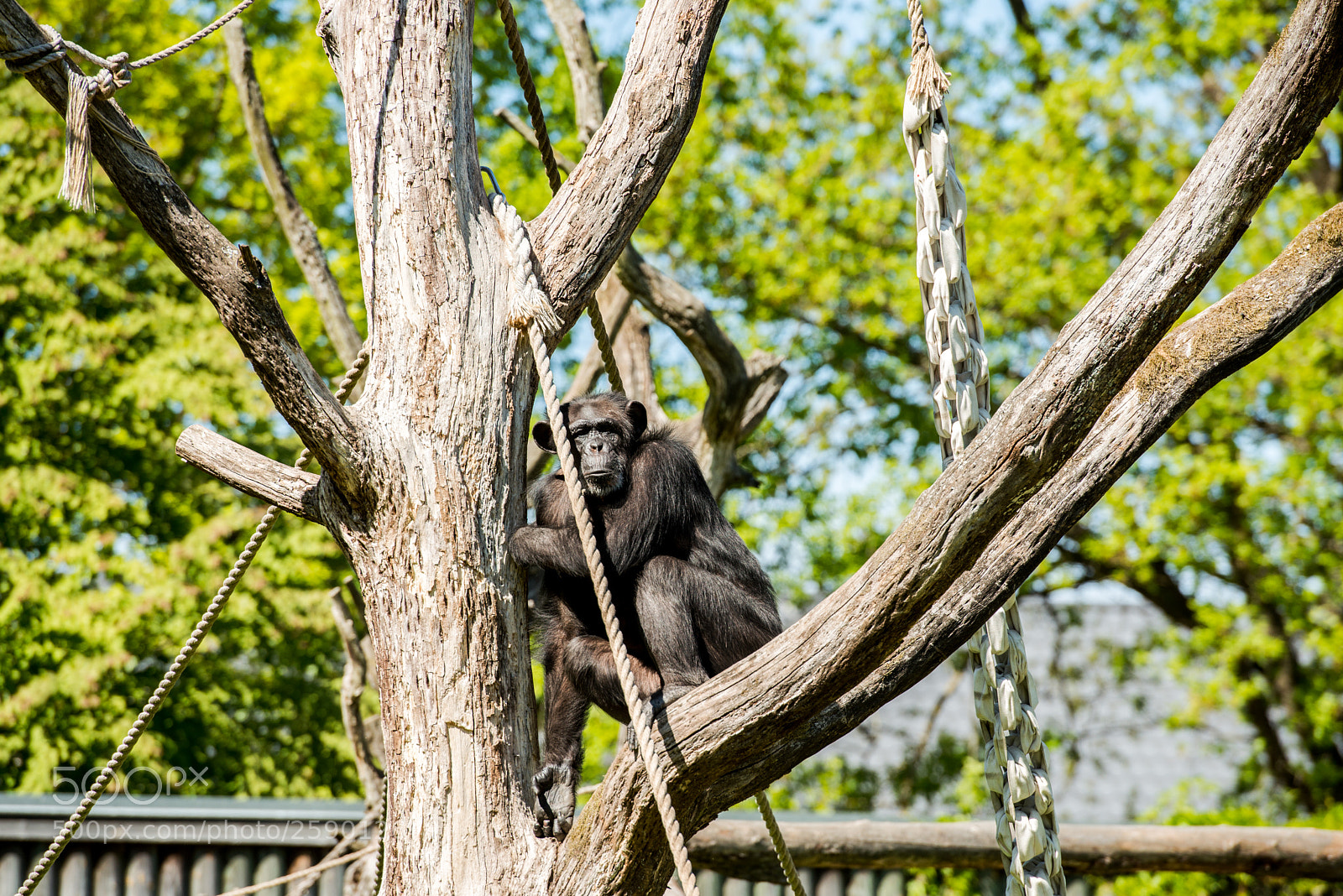 Nikon D800 sample photo. Thinking photography