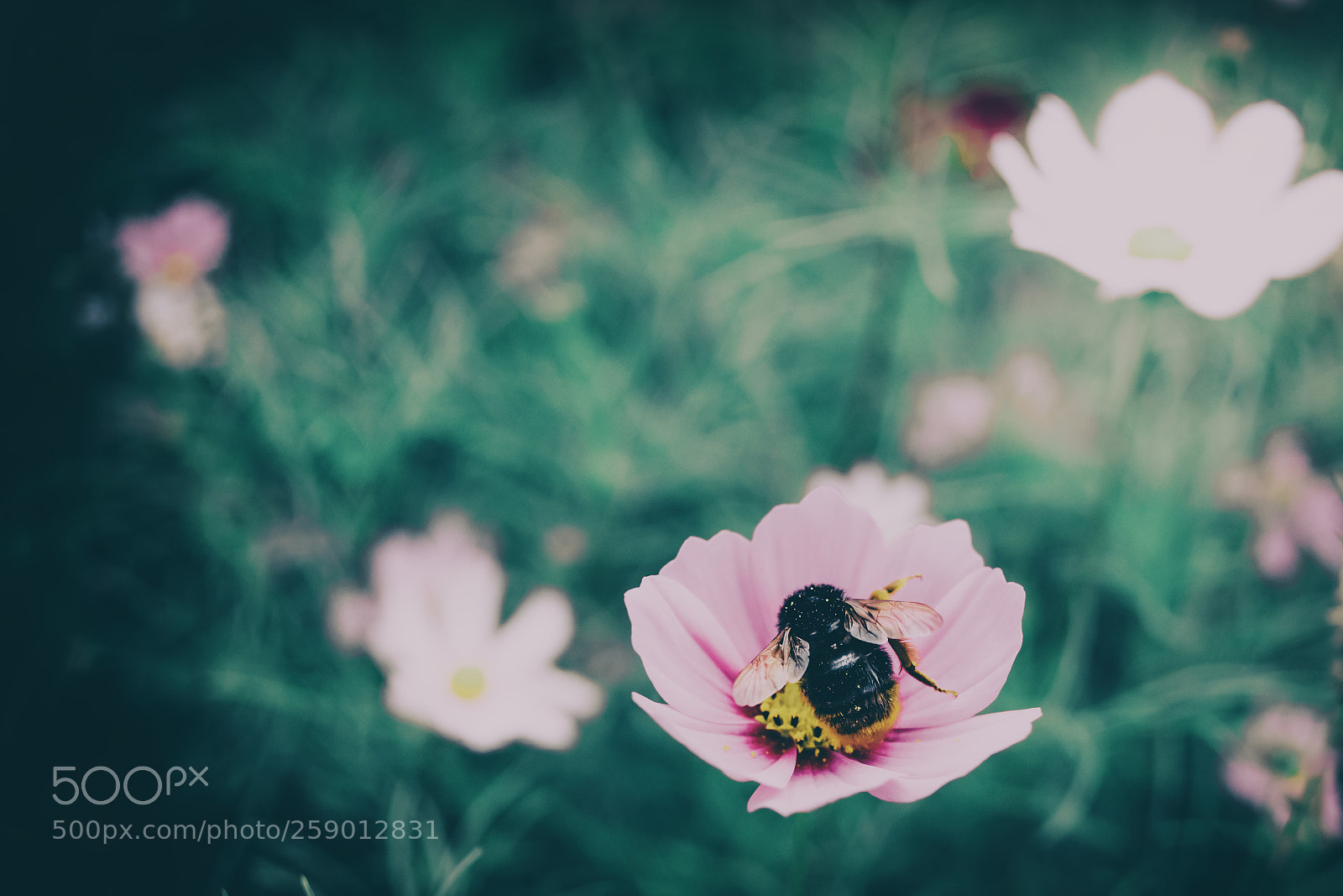 Pentax K-1 sample photo. Big girl photography