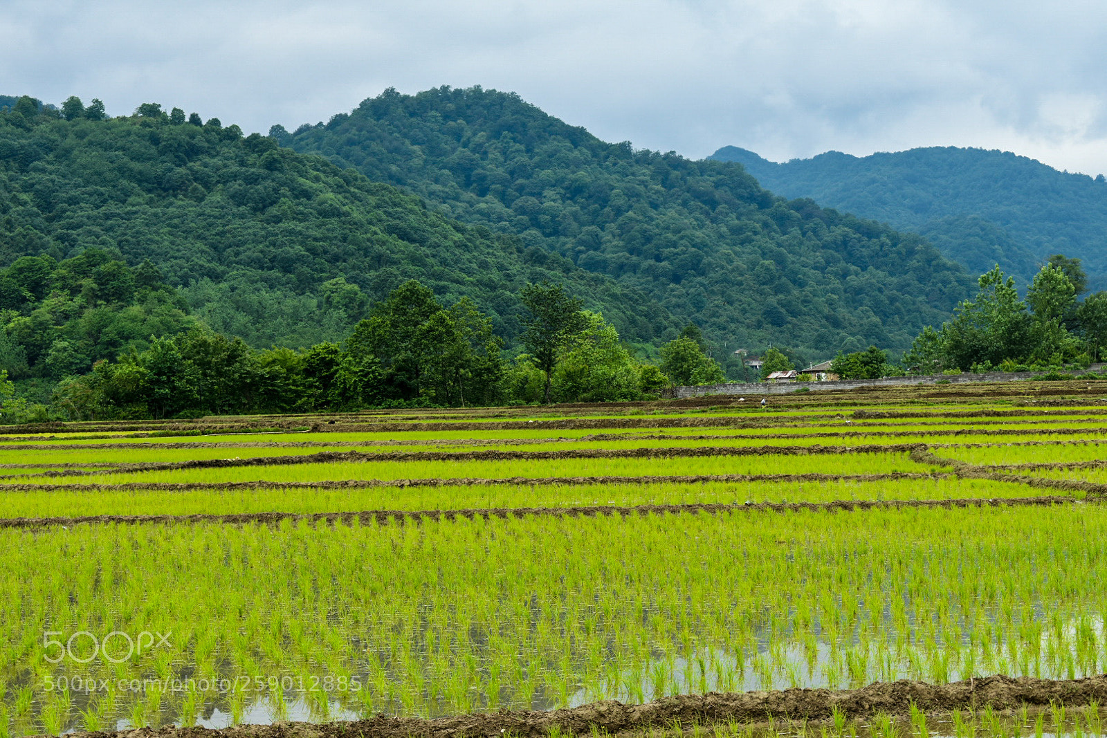 Nikon D3400 sample photo. Rice farm iran photography