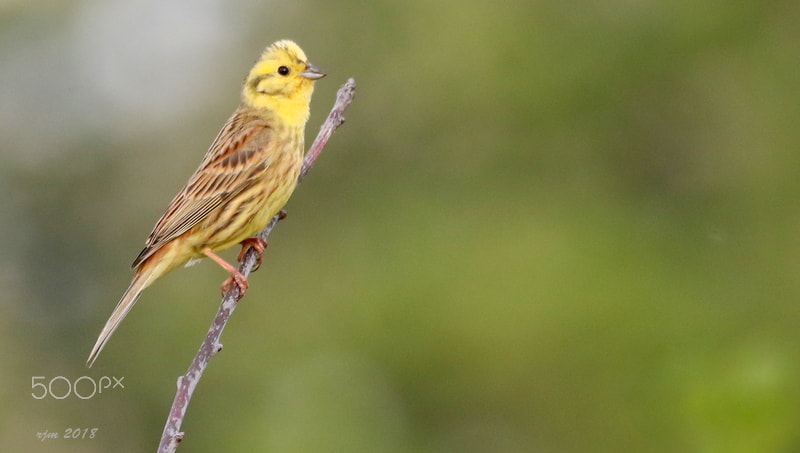 Canon EOS 7D Mark II sample photo. Yellowhammer uk photography