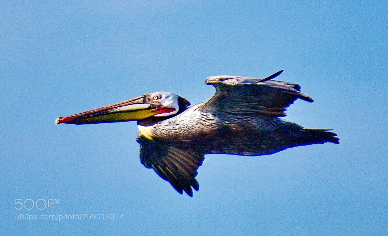 Nikon D7200 sample photo. Pelican flying in marina photography