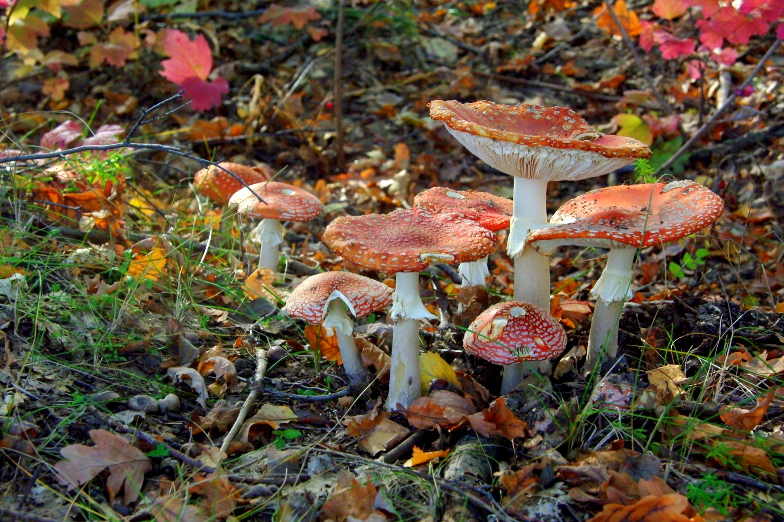 Pentax K200D sample photo. Fly agarics photography