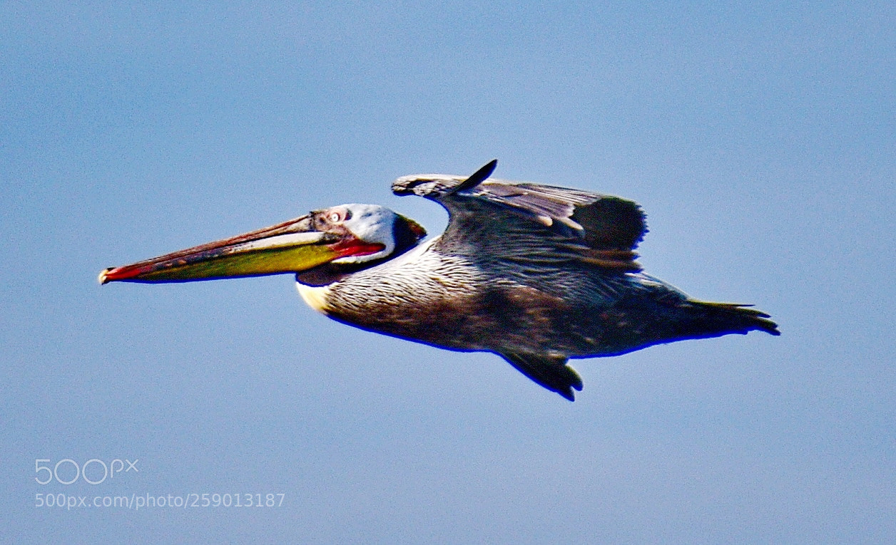 Nikon D7200 sample photo. Pelican flying in marina photography